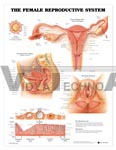 The Female Reproductive System Anatomical Chart